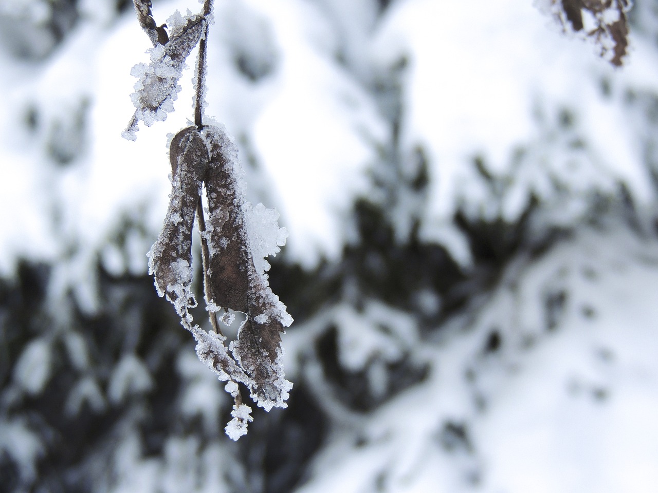 我国十月中旬暴雨大暴雪罕见同框，气候现象背后的深层原因及其影响