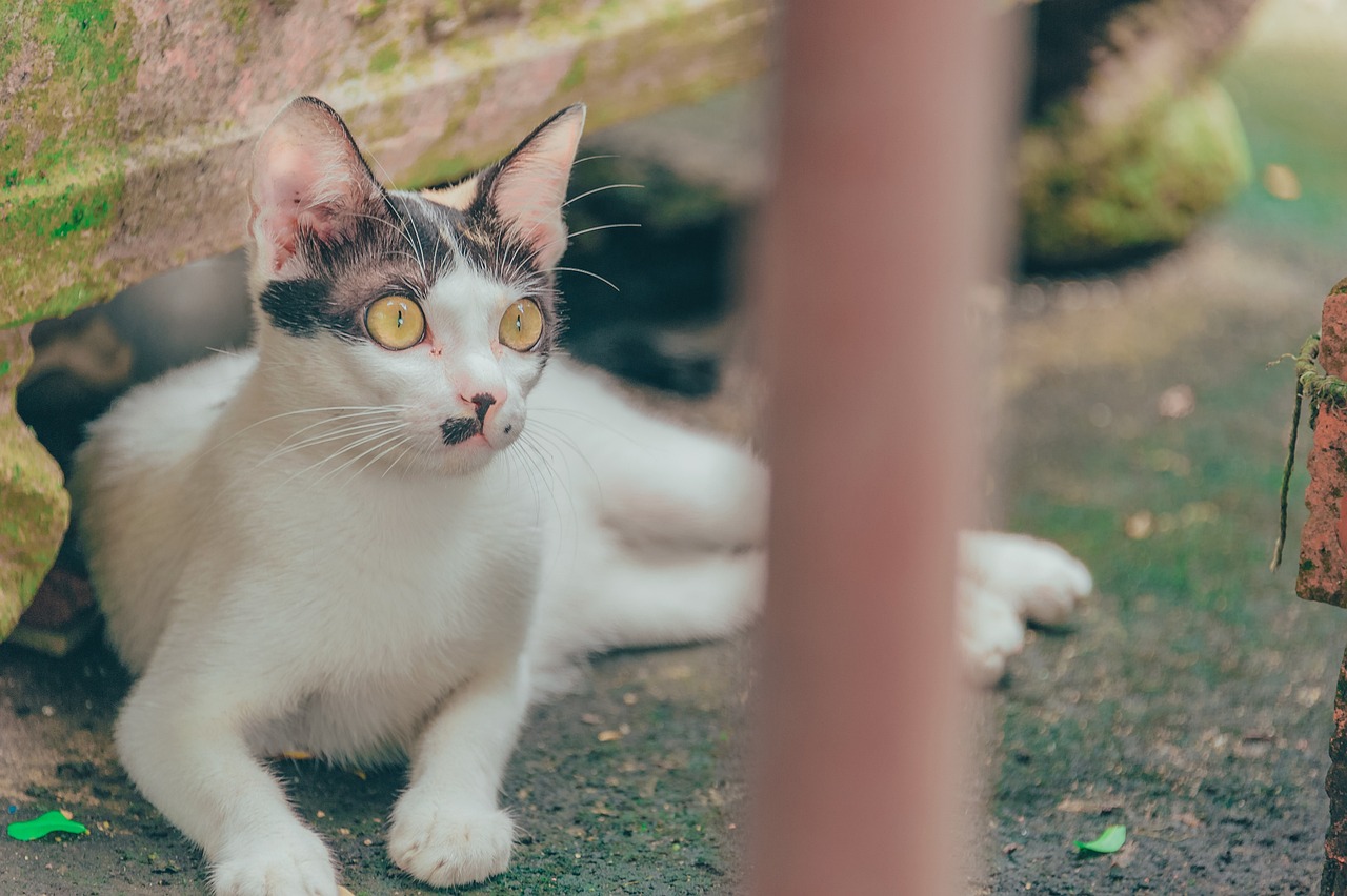 母女家中养超20只猫引发恶臭扰邻事件