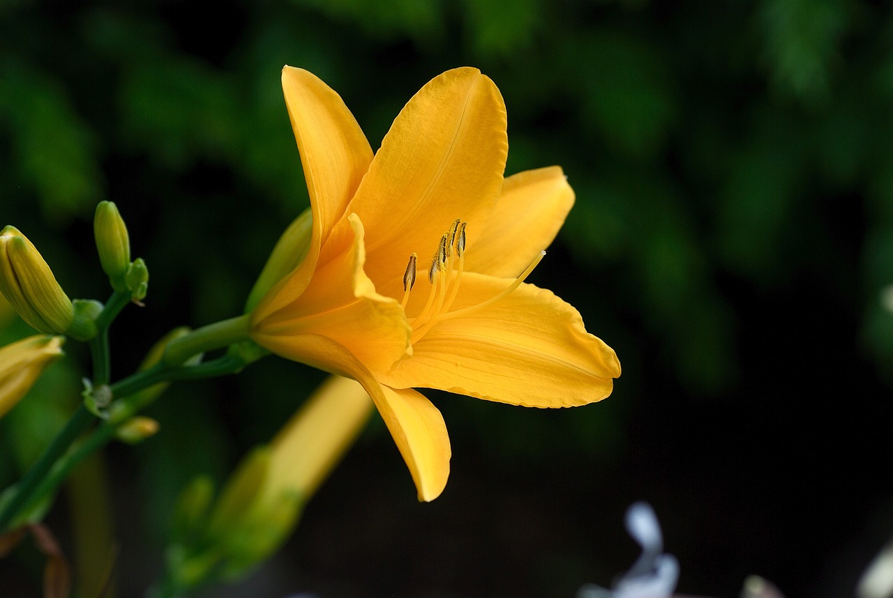 春花焰与恨海情天文学