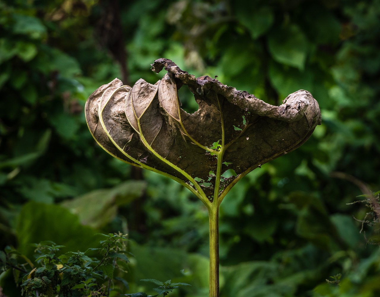 春花焰，好虐之爱，死了都要持续